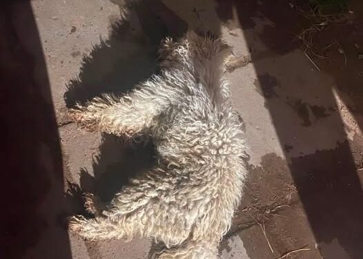 TRISTE DESELANCE PARA UN PERRITO EXTRAVIADO: ASEGURAN QUE LO ARROJARON DESDE UN PISO SEXTO EN EL BARRIO FONAVI
