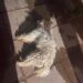 TRISTE DESELANCE PARA UN PERRITO EXTRAVIADO: ASEGURAN QUE LO ARROJARON DESDE UN PISO SEXTO EN EL BARRIO FONAVI